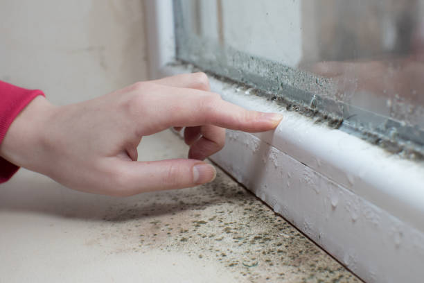 Best Crawl Space Mold Remediation  in Coshocton, OH